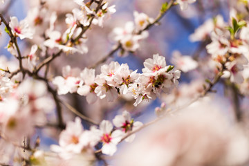 almonds flowers branch sky branches clouds background