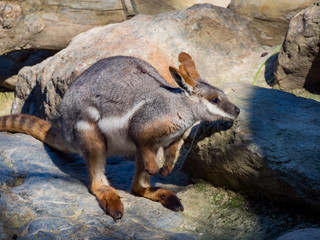 Naklejka premium Cute Yellow Footed Rock Wallaby