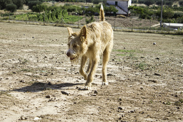 Funny attentive dog