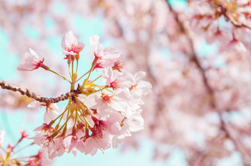 Sakura in Cherry blossom.Japan