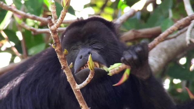 A howler monkey eats in the jungles of the Mexican Yucatan.