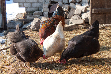 Hens and rooster graze in the yard in the village