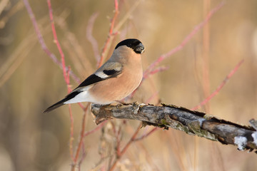 Female of eurasian bullfinch sitting on a branch with flaking bark (against the background of red bush).