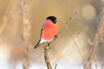 Eurasian bullfinch sitting on a protruding branch on a soft background of dry grass and shrubbery.