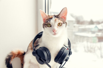 A cat with headphones on the windowsill