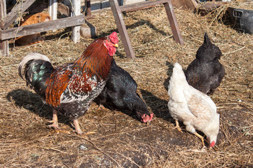 Hens and rooster graze in the yard in the village