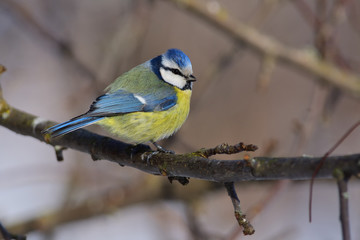 Ruffled eurasian blue tit sits on a branch of an apple tree (sun reflect in eye).