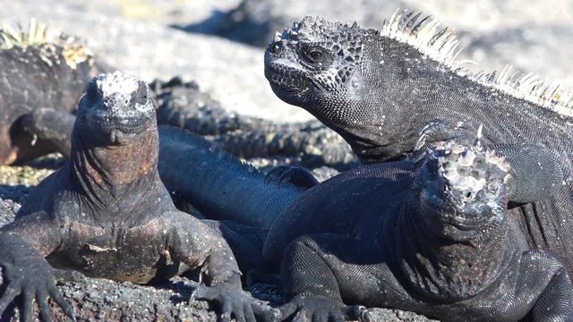Marine iguanas bask in the sun on the volcanic shores of the Galapagos Islands, Ecuador.