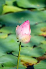 Water Lotus Blossom 1