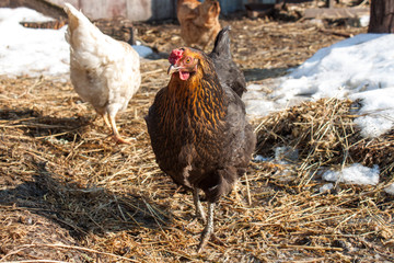 Chicken on a small farm