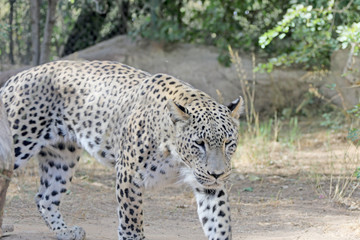 Fototapeta na wymiar leopard walking in search of food