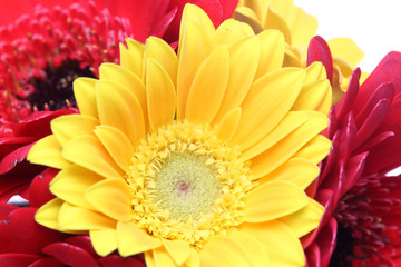 ガーベラのクローズアップ