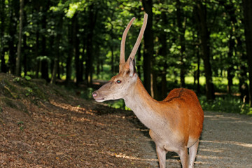 The deer in the forest watched his ears