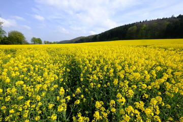 Obraz premium canola field in the summer