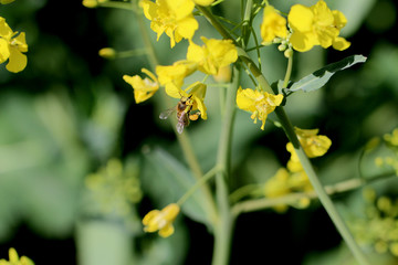 spring flower with bee that collects honey