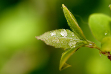 spring leaf on a warm day