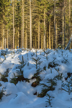 Granplantering och granskog med sn&ouml;