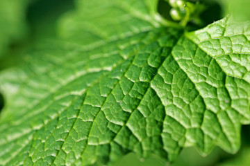first leaves for the background