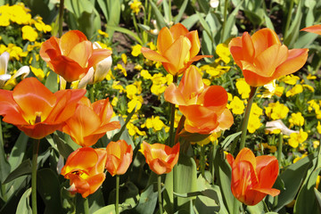 Tulips in garden. Colorful Flowers. Park