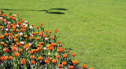 Tulips in garden. Colorful Flowers. Park