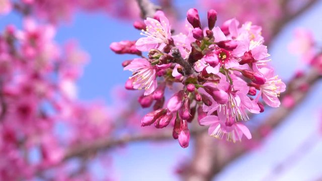 Beautiful cherry blossom sakura  (Prunus Cesacoides) in spring time over blue sky. In the last days of winter, the Mai Anh Dao cherry blossoms in Da Lat, Lam Dong province are creating beautiful scene