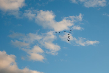 Birds in the sky