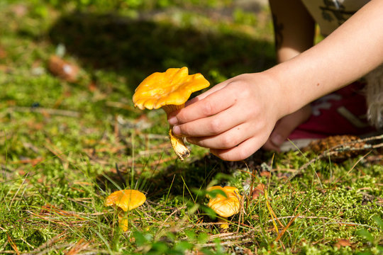 Plockning av kantareller