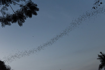 Bats flying in a row at mount Phnom Sempeau, Cambodia