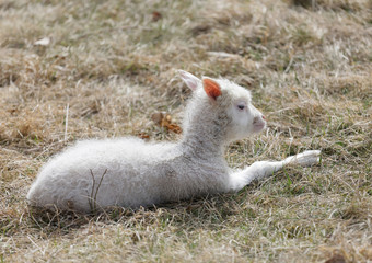 Cute lamb laying in the grass