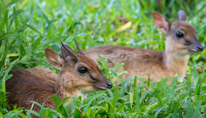 A pair of Kirk's dik-dik. A some of the world's smallest antelope. Selective focus.