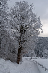 Fototapeta na wymiar Baum Schnee