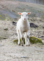 Naklejka na ściany i meble Cute and curious lamb in the pasture
