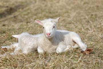 Naklejka na ściany i meble Two cute lamb laying in the grass enjoying the sunshine