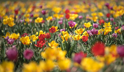 Obraz premium Beautiful spring tulips. Blurred background.