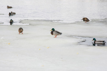 Ducks on an ice floe. © prohor08