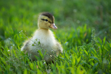 Little duck