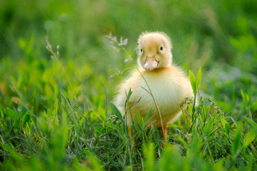 Little duck