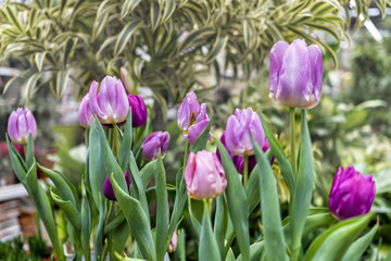 pink tulips in the spring in the garden