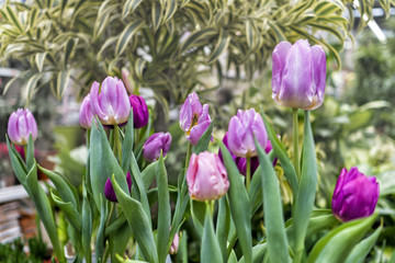 Obraz premium pink tulips in the spring in the garden