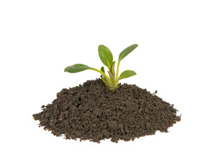 young sprout in the ground on a white background