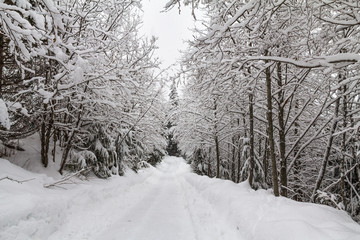 Fresh snow on trail through corridor of deciduous trees near Whistler, BC