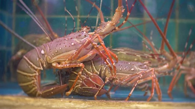 Closeup view of alive sea inhabitants in special containers with water. fish market. Lobsters in the restaurant aquarium tank for sale to diners. 4k
