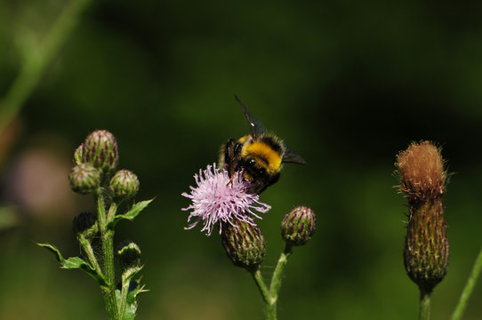 bumbelbee at a flower