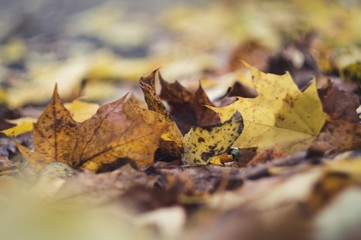 Colourful autumn leaves on the ground macro shot, selective focus, bokeh background