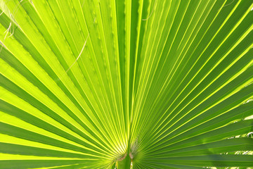 Close up view of green leave texture background