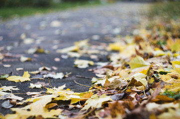 Macro photo of a fallen autumn leaves  on the asphalt road going forward, shallow focus, selective focus