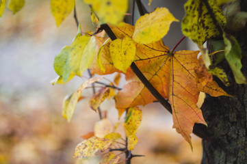 Beautiful autumn leaves closeup, very shallow focus, selective focus