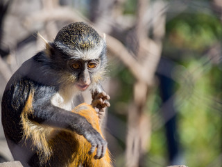 Cute Wolf's Guenon, Cercopithecus wolfi