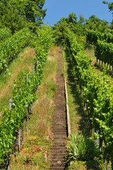 Fototapeta na wymiar Weinreben in einer Reihe - Weinanbau