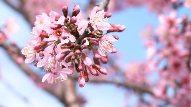 Royalty high quality free stock image of cherry blossom sakura (Prunus Cesacoides, Wild Himalayan Cherry) in spring time. It is symbol flower in DaLat which blooms in the first months welcome spring